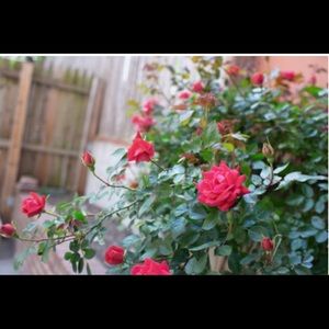 Meet your Posher, Hajra